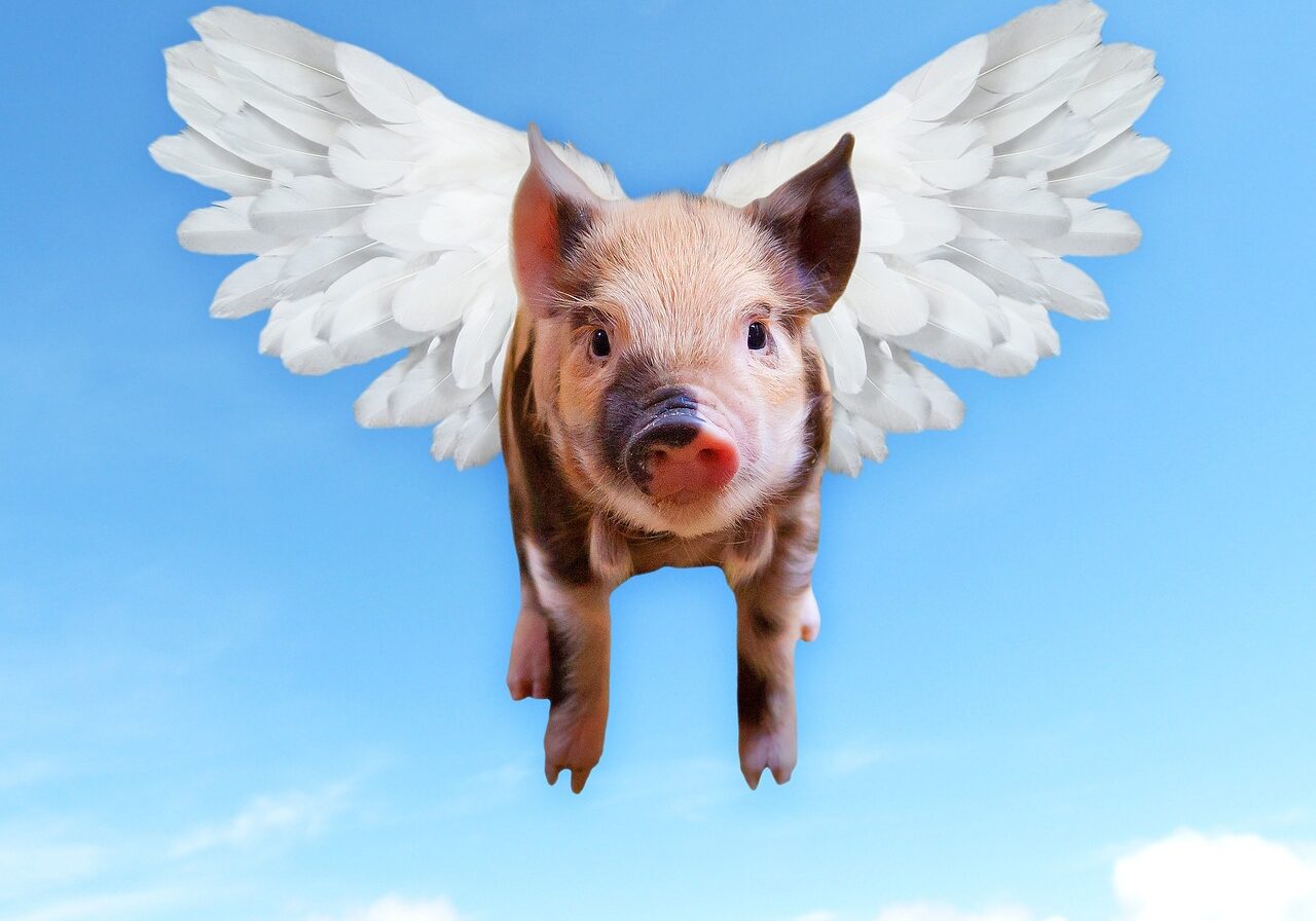 pigs, fly, funny-1520968.jpg